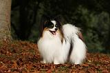EPAGNEUL PAPILLON 030